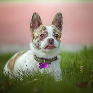 Pendentif personnalisé en alliage d'aluminium avec étiquette d'identification pour chien et chat Collier à sublimation Collier à graver avec nom - Product Image 2