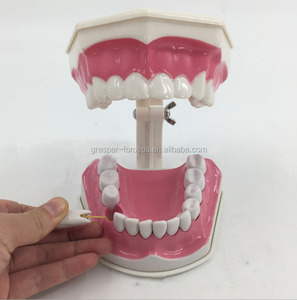 <span class=keywords><strong>Modello</strong></span> Dentale in Plastica Avanzato HZMIM DT-01 Rosso con Effetto Pelle Realistico per Insegnamento Medico e Pratica Chirurgica Odontoiatrica - Product Image 6