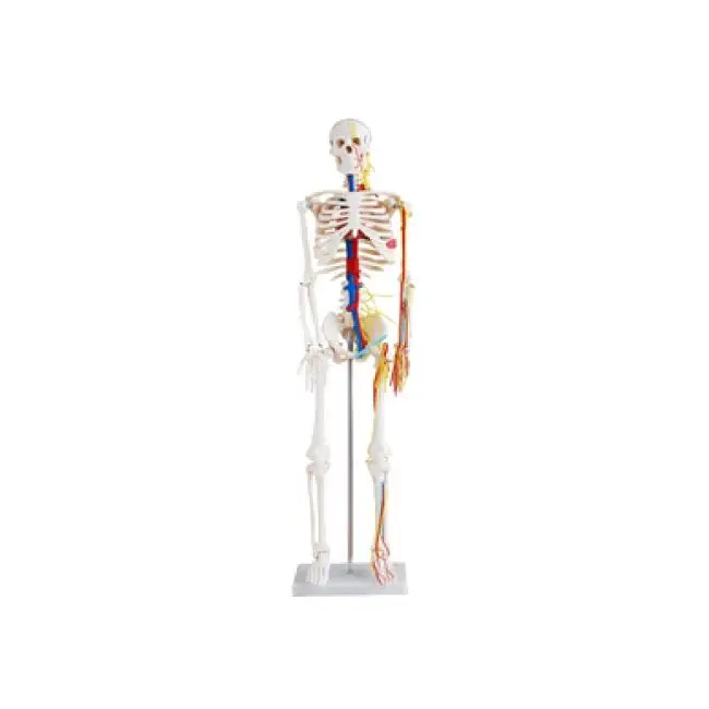 50100.05B Esqueleto Humano