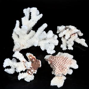 Pierre de Coralline CrystalHola en Gros, Spécimen de Pierre Cristalline en Forme de Fleur 3-15cm, Tendance Mode pour Souvenirs Feng Shui et Cadeaux de Remise de Diplôme - Product Image 5