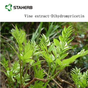 Diidromiricetina <span class=keywords><strong>DHM</strong></span> estratto di tè 98% vite - Product Image 2