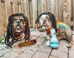 Giocattoli Interattivi Personalizzati in Cotone per Cani, Divertenti e Sonori, per Addestramento e Masticazione, per Cani Aggressivi - Taglie Medie e Grandi - Product Image 4