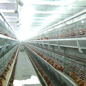 Chinese H type Automatic Broiler Chicken Cage Coops