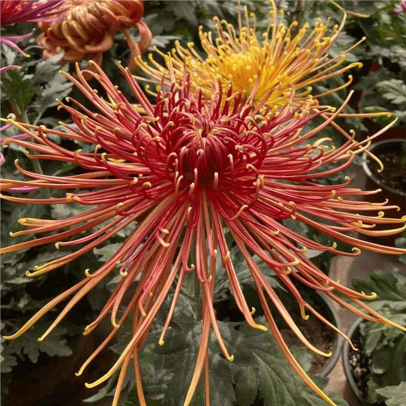 2# โลกแห่งเนื้อผิว