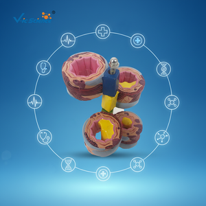 Modelo Anatómico Completo de Pulmón, 4 Piezas, Modelo de Anatomía del Bronquio, Modelo Anatómico Pulmonar - Product Image 5