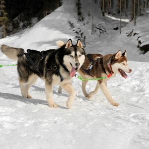 <span class=keywords><strong>Harness</strong></span> Anjing Reflektif Model X-Back untuk Latihan <span class=keywords><strong>Sledding</strong></span>, Canicross, Scootering, Bikejoring, Skijoring - Product Image 3