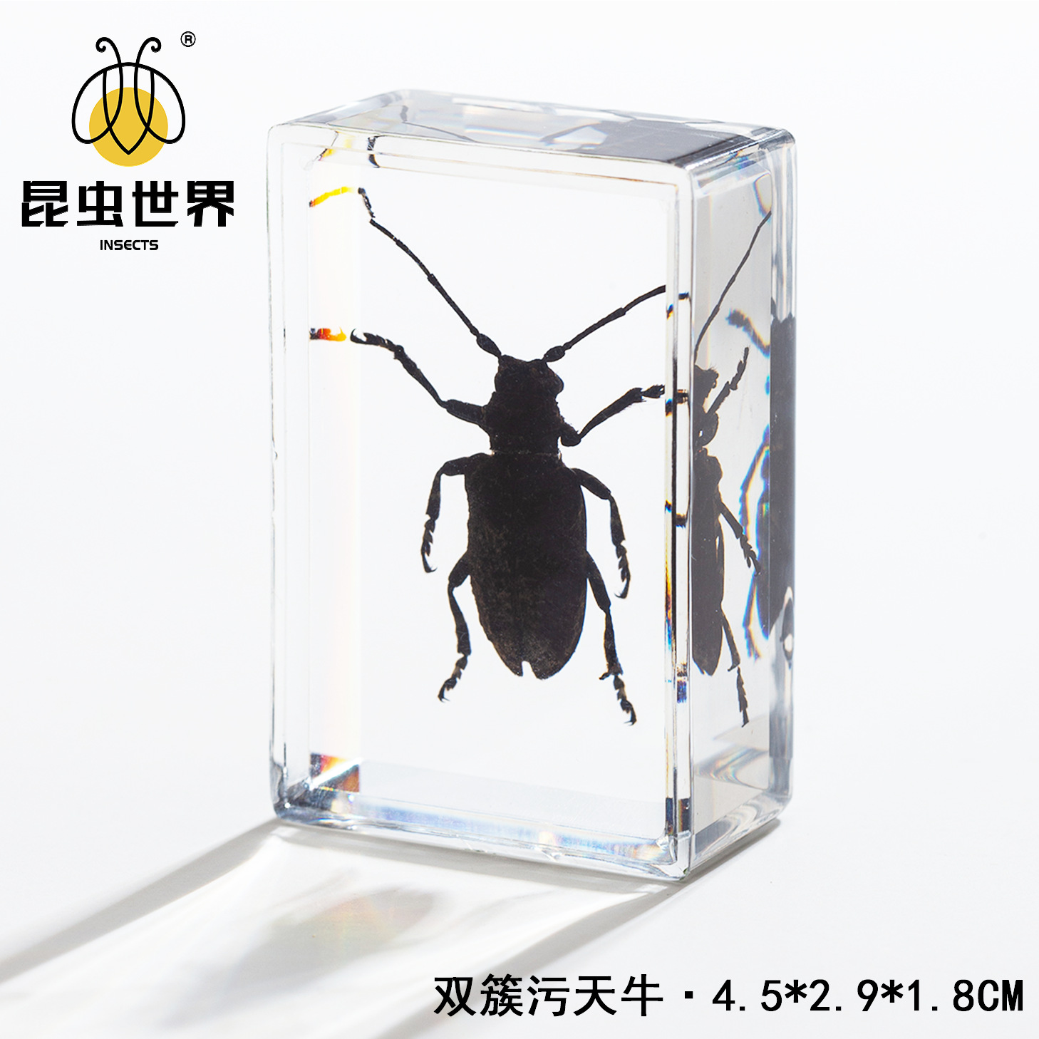 Double-cluster stink beetle - 452918cm