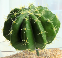 <span class=keywords><strong>Precio</strong></span> al por mayor <span class=keywords><strong>de</strong></span> cactus <span class=keywords><strong>de</strong></span> un nuevo <span class=keywords><strong>desierto</strong></span> tropical <span class=keywords><strong>de</strong></span> simulación - Product Image 3