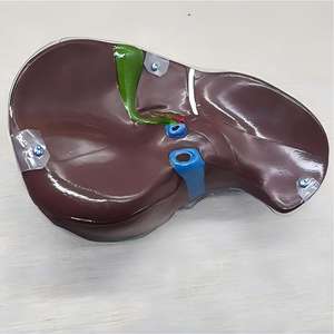 Modèle d'enseignement anatomique du segment du foie humain transparent - Outil éducatif en hépatologie - Product Image 2