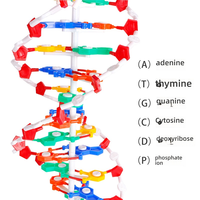 Grand modèle de structure en double hélice d'ADN en plastique Démonstration de paires de bases dans l'enseignement des sciences biologiques