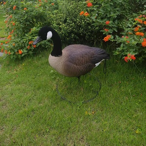 Offre Spéciale : Leurre Canard d'Amérique Réaliste Entièrement Flocqué avec Tête Flocquée – Leurre de Chasse Réaliste pour la Chasse en Extérieur et la Décoration de Jardin - Product Image 5