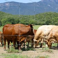 Malla de alambre galvanizado de alta resistencia con nudo fijo para cercas de campo, granjas, ranchos, ganado, cerdos, cabras, ovejas y pastos.