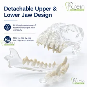 Modelo Transparente de Cráneo Canino con Dientes, Réplica Clara de Anatomía Dental de Mandíbula Canina para Enseñanza y Demostración Veterinaria - Product Image 3