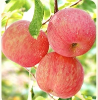 Vente en gros Yantai Red Fuji Green Golden Delicious Pommes Gala Pommes Pommes fraîches à vendre