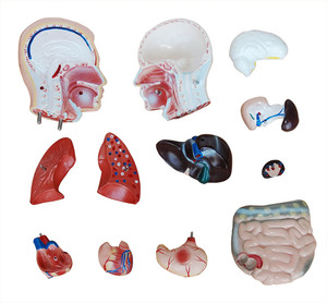 Haute qualité et bon prix, anatomie 42cm, <span class=keywords><strong>homme</strong></span>, corps <span class=keywords><strong>musclé</strong></span> humain, modèle de <span class=keywords><strong>torse</strong></span> humain, 13 pièces - Product Image 4