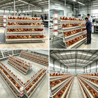 Cages à poulets d'élevage galvanisées pour fermes avicoles, modèle RTL de type A pour l'élevage en batterie