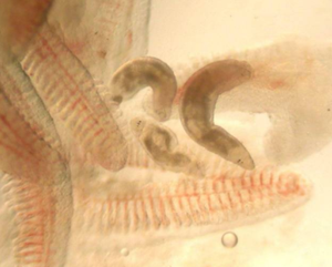 Beste Parasiet Detox Natuurveiligheid Geen Schadelijke Residu Blokkeert Zenuwgeleiding Energiemetabolisme Van Parasieten - Product Image 6