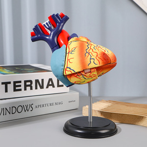 Modèle d'anatomie médicale 3D pour enfants, squelette humain assemblable et amovible, ensemble complet d'organes squelettiques du corps - Product Image 3