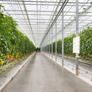 Serres commerciales multi-spans de type Venlo avec structure en acier et couverture en film, grande taille, marque Skyplant, modèle SP-V-G, d'<span class=keywords><strong>occasion</strong></span> - Product Image 4