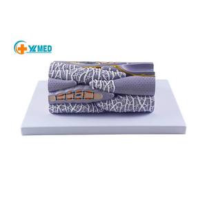 चिकित्सा शिक्षा के लिए Pvc मानव चिकनी मांसपेशी ऊतक फाइबर मॉडल शारीरिक अध्ययन - Product Image 1