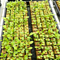 Blocs de laine de roche carrés HT pour semis hydroponiques avec résistance au feu de 2 heures, température maximale de 250°F, garantie d'un an