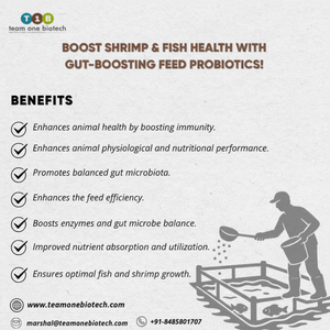 Probiótico de alimentación de fuerza intestinal para camarones Producto de alta relación de conversión de alimentación - Product Image 1