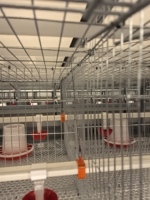 Nouvel équipement avicole galvanisé automatique de type H à plusieurs niveaux pour 10 000 poussins, cage à batterie pour poulets pondeuses, durée de vie de 15 à 20 ans