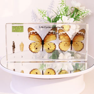 वास्तविक पशु क्रिस्टल तितली एक्रिलिक राल नमूना शिक्षण के लिए - Product Image 2