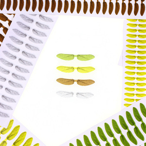 Nouvelles ailes de moustique artificielles réalistes OEM S-XXL en <span class=keywords><strong>film</strong></span> mince, matériaux pour la fabrication de mouches de pêche DIY - Product Image 3
