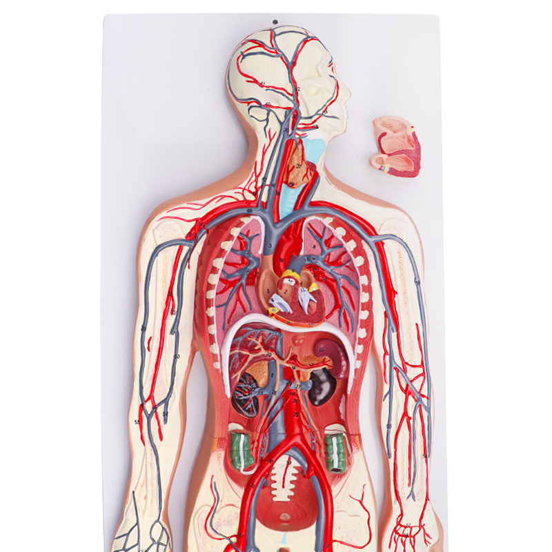 3B Scientific G30 Half-Size Circulatory System Anatomy Model - 31.5" X 11.8" X 2.4"