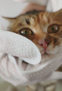 Lenços Naturais para Animais de Estimação Não Tóxicos Biodegradáveis Lenços Descartáveis Texturizados Personalizados para Cães e Gatos - Product Image 3