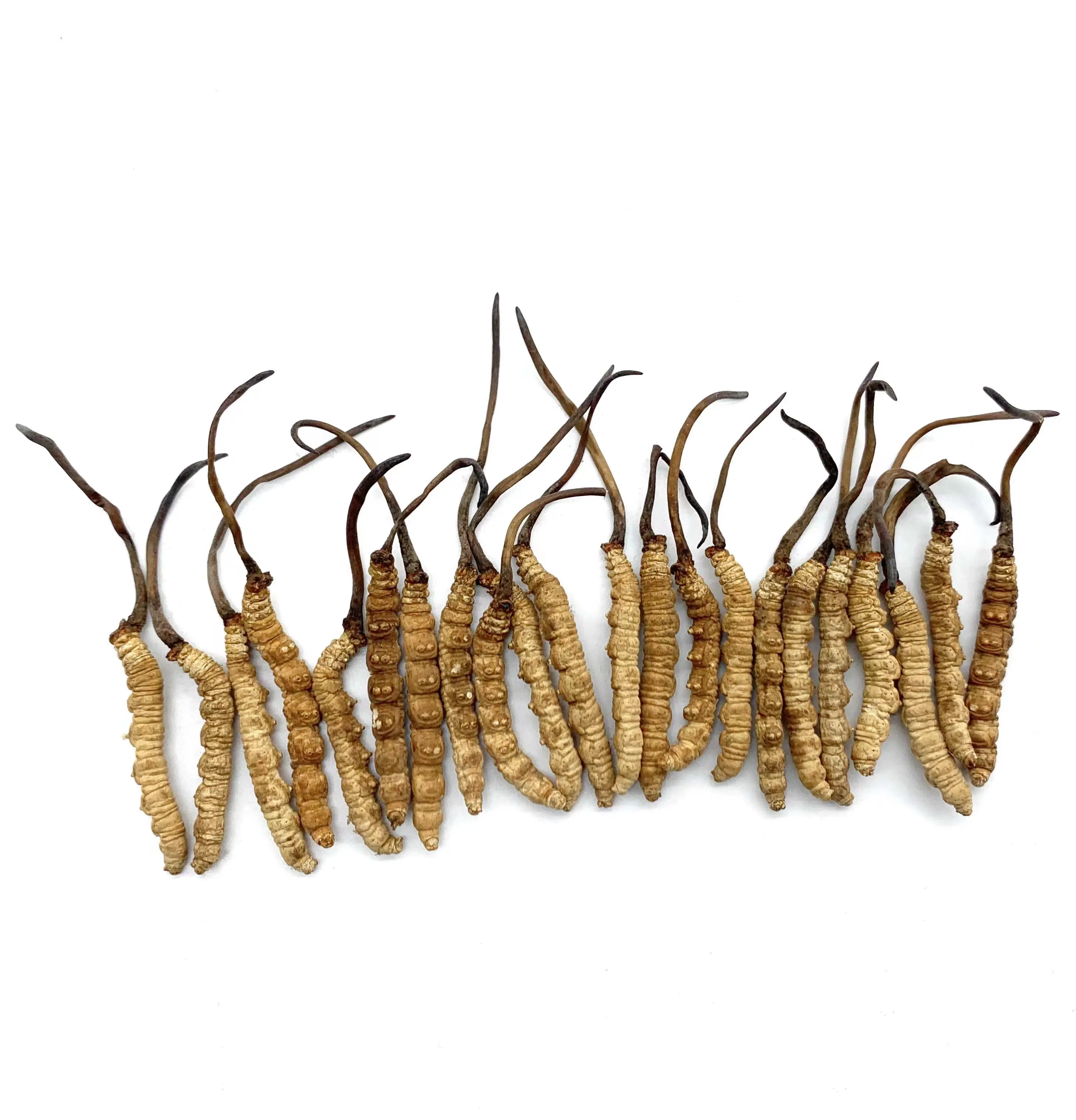 Cordyceps artificiels séchés de qualité supérieure, sinensis, Cordyceps militaires, mycelia