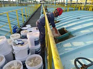 Tanques Sépticos Digestores De Biogás Sistemas Anaeróbicos Remoção De COD Produção De Biogás BioPower200 Bactérias Anaeróbicas Aprimoradas - Product Image 4