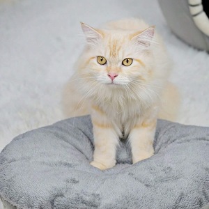Cat House Round Grey Cartoon Pet <b>Bed</b> With Scratcher For Cat Winter Warmth <b>Comfortable</b> Sleeping Pad Smlxl Size - Product Image 4