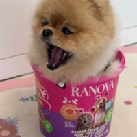 Friandise pour animaux de compagnie riche en protéines, Premium, saine, Ranova, viande de pigeon et de lapin lyophilisée, en pot, pour chats