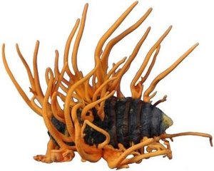 קורדיקאפים מיליטריליאריס פוליסכריד 50% קורדיקאפים מיליטריליאריס תמצית מזון טבעי טהור - Product Image 3