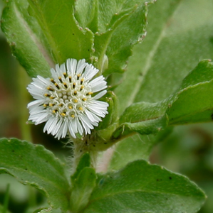 Worldwide Trader Cheveux semi-permanents verts à action rapide indiens à base de plantes biologiques Bhringraj Forme de poudre triple raffinée - Product Image 3