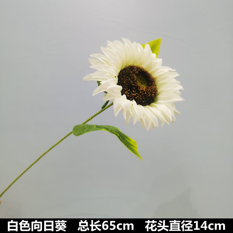 Tournesol blanc