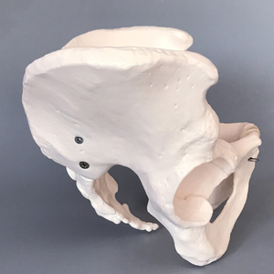 Lebensgroßes männliches Becken modell Becken modell Kleines Becken modell - Product Image 3