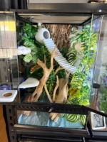 Décoration de bureau en coquille de noix de coco pour reptiles avec mini-pont, style naturel, ventouse – Accent unique pour étagères et rebords de fenêtre