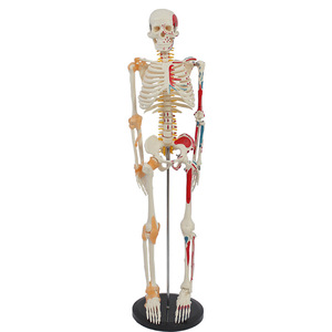 Modèle d'enseignement du squelette humain de 85 cm avec disques intervertébraux, étiquettes de l'origine et de l'insertion des moitiés des muscles, et - Product Image 4