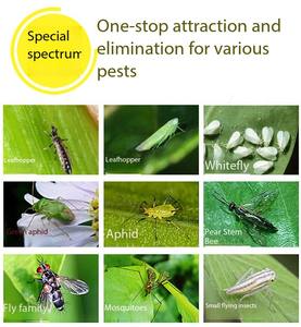 Uçan haşere kontrolü için tavsiye edilen açık kağıt katı yapışkan tek kullanımlık böcek tuzağı - Product Image 4