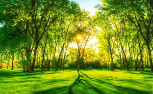 Guangzhou ihouse 3D verdi boschi foresta paesaggio della parete murale <span class=keywords><strong>carta</strong></span> <span class=keywords><strong>da</strong></span> <span class=keywords><strong>parati</strong></span> - Product Image 4