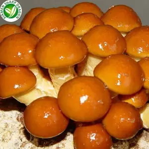 商家出售野生栽培冷冻IQF Nameko蘑菇有机散装BRC认证批发价健康天然营养