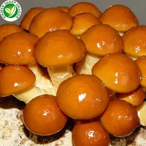 Les marchands vendent des champignons sauvages cultivés surgelés IQF Nameko biologiques en vrac certifiés BRC prix de gros sains, naturels et nutritifs