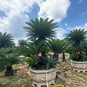 Palmera Cycas para Paisajismo, Proveedor de Plantas Naturales de Vivero, Bonsái Grande, Palmera Sago Perenne para Decoración de Jardines Urbanos - Product Image 2