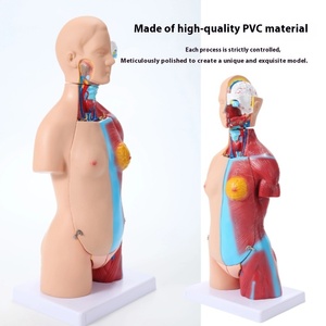 Modelo de Anatomía de Torso de estructura de órgano de <span class=keywords><strong>vísceras</strong></span> <span class=keywords><strong>humanas</strong></span>, juguete de enseñanza de plástico para niños con herramienta de ciencia médica de corazón extraíble - Product Image 4