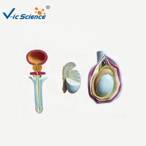 <span class=keywords><strong>Modello</strong></span> di educazione di anatomia genitale maschile <span class=keywords><strong>modello</strong></span> di insegnamento natomico dell'ascienza medica umana <span class=keywords><strong>modello</strong></span> anatomico dell'organo - Product Image 1