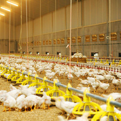 גבוהה באיכות אדריכלי מודרני עיצוב אוטומטי פטם עופות חוות עסקים עוף חוות עבור עופות בית - Product Image 4