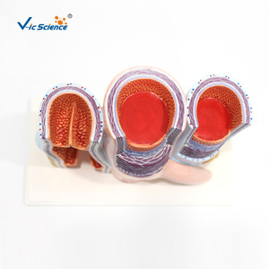 Modèles d'artères et de veines, modèles anatomiques agrandis, modèles anatomiques de la structure vasculaire, modèles médicaux - Product Image 3